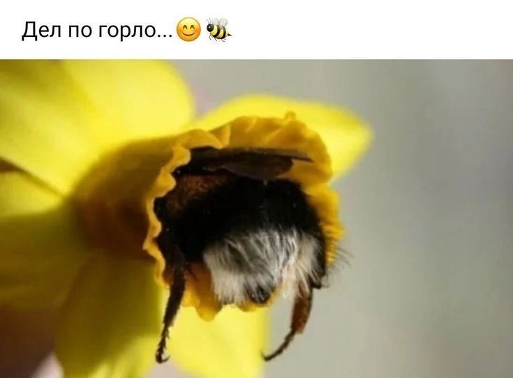 Дел по горло и