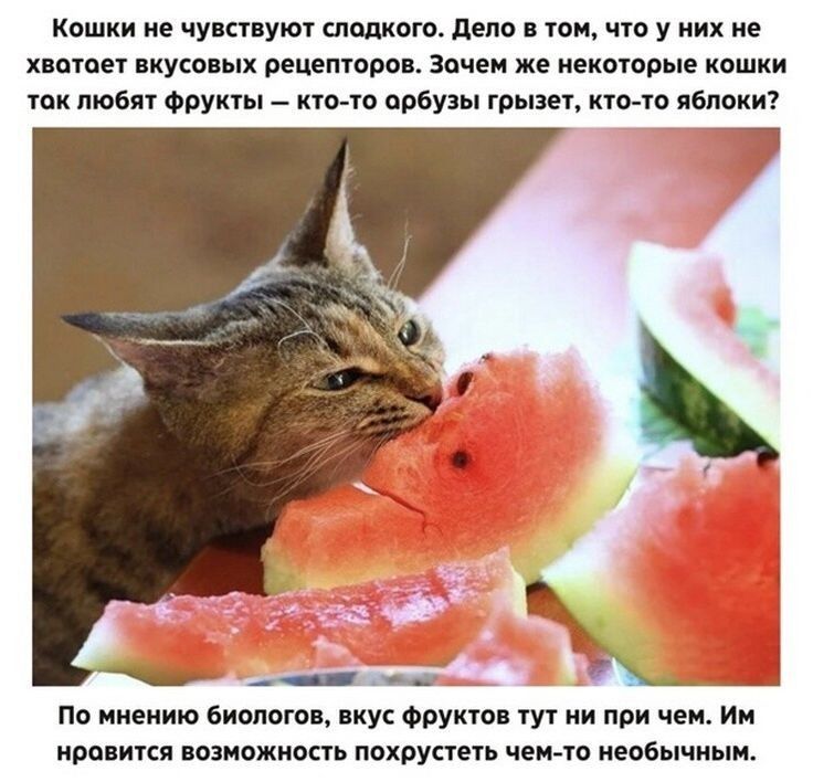 кошки не чум пут шелком дню юы чт у них не хите вкусе ых рецепти зачем же некоторые кошки их там Фрукт кто ю врбуш грызет ито ю яблоки _1 По ииеиию Биомгоі пкук Фауна ут ни при чеи Им ирппикя изиажиппь похруспть чеиш необычным