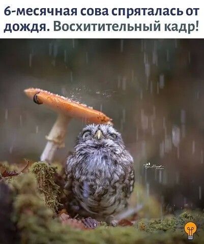 6 месячная сова спряталась от дождя Восхититеп ьный кадр
