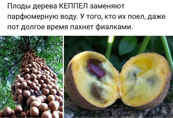 Плоды дерева КЕППЕЛ заменяют парфюмерную воду У того кто их пееп даже ПОТ ДОПГОЕ время ПЭХНЕТ ФИЭЛКЭМИ