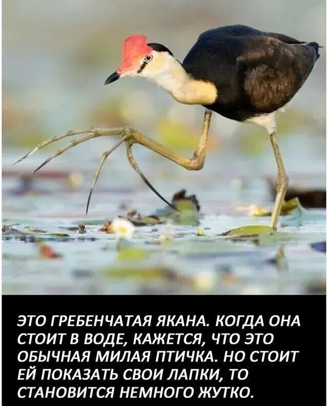 ЭТО Г РЕБЕНЧАТАЯ ЯКАНА КОГДА ОНА СТОИТВ ВОДЕ КАЖЕТСЯ ЧТО ЭТО ОБЫЧНАЯ МИЛАЯ ПТИЧКА НО СТОИТ ЕЙ ПОКАЗАТЬ СВОИ ЛАПКИ ТО СТАНОВИТСЯ НЕМНОГО ЖУТКО