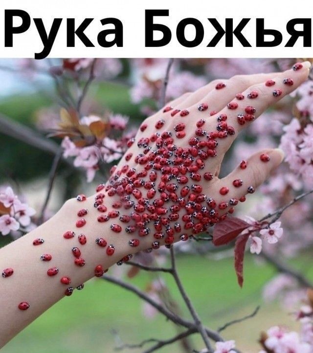 Рука _Божь