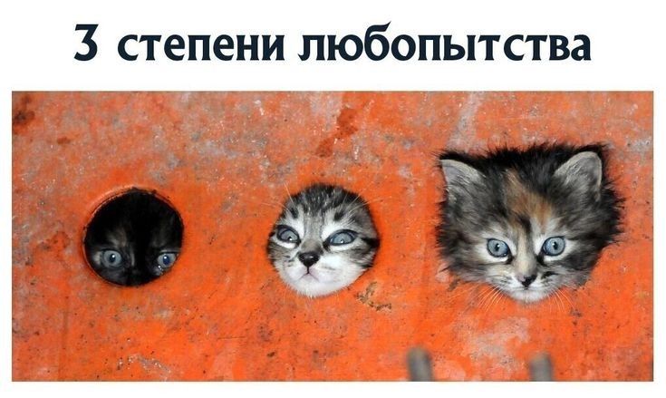 3 степени любопытства