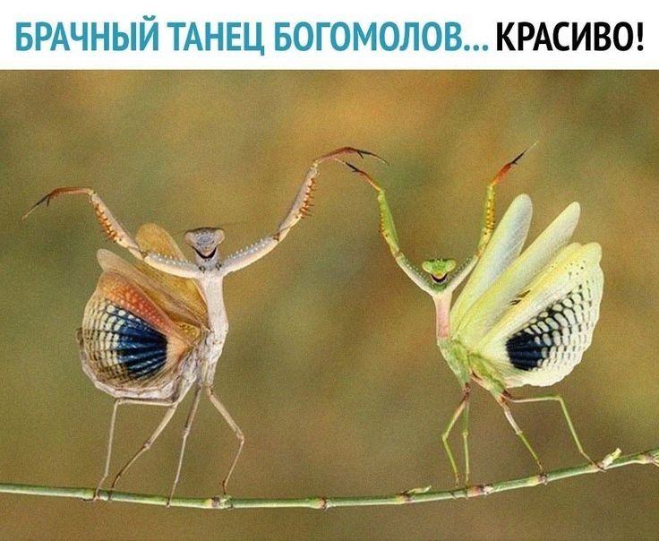 КРАСИВО