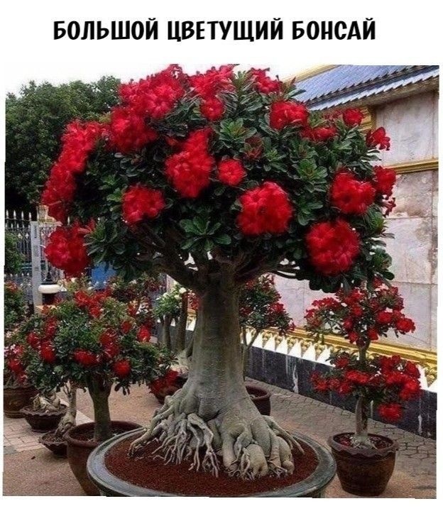 БОЛЬШОЙ ЦВЕТУЩИЙ БОНСАЙ