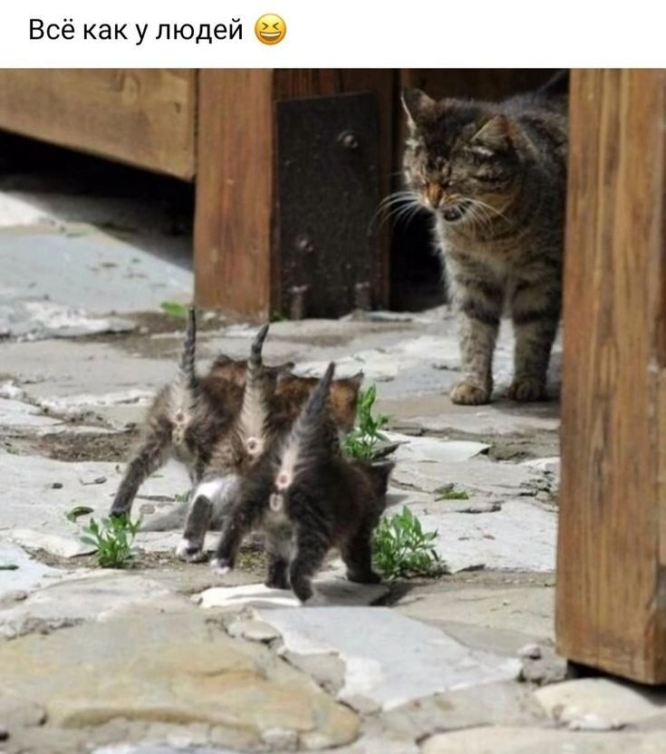 Все как у людей