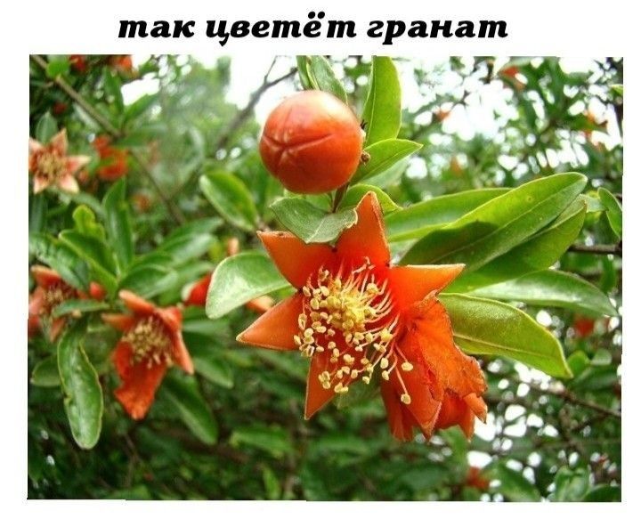 так цвете Ш гранат