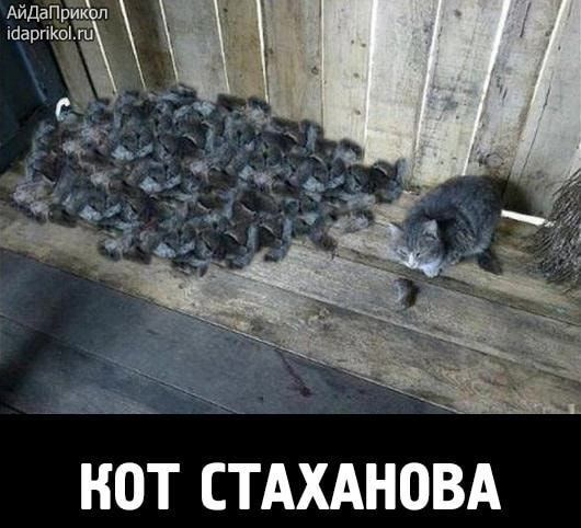 НОТ СТАХАНЦВА