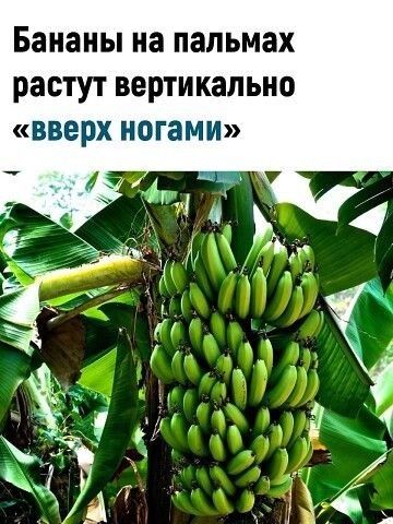 Бананы на папьмах растут вертикально вверх ногами