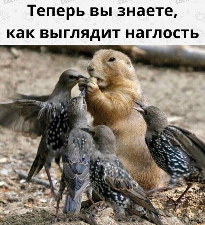 Теперь вы знаете как выглядит наглость