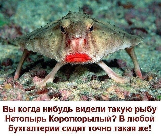 Вы когда нибудь видели шкую рыбу Нетопырь Коро1корыпый В любой бухгалтерии сидит точно 1акая же