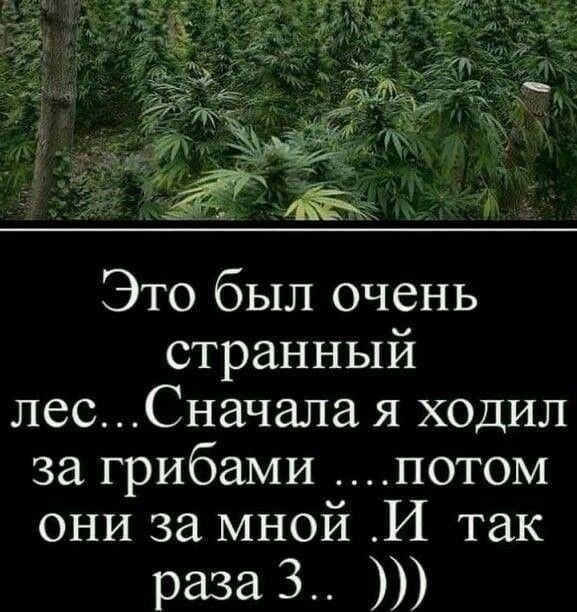 МЁЬЁЙЁЁЁ Это был очень странный лесСначала я ходил за грибами потом они за мной И так 10213813