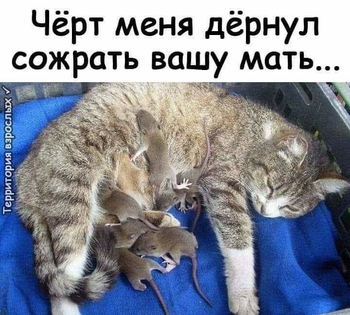 Чёрт меня дёрнул сожрать вашу мать