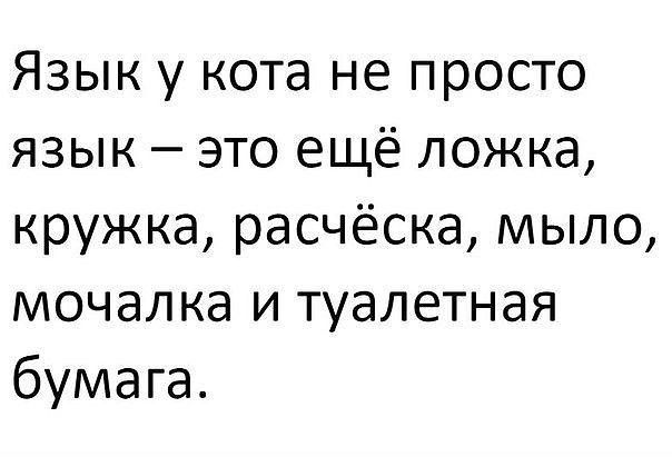 Язык у кота не просто язык это ещё ложка кружка расчёска мыло мочалка и туалетная бумага