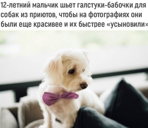 12 пе1ний мальчик шьет галстуки бабочки для собак из приютов чтобы на фотографиях они были еще красивее и их быстее усыновили