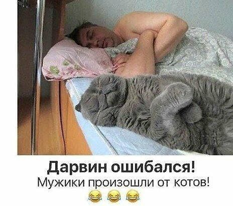 Дарвин ошибался Мужики произошли от котов 000