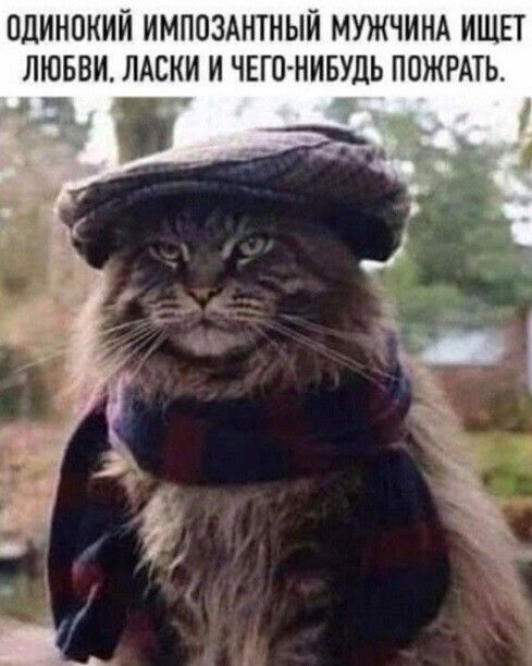 ОДИНОКИЙ ИМПОЗАНТНЫЙ МУЖЧИНА ИЩЕТ ЛЮБВИ ЛАСИИ И ЧЕГОНИБУДЬ ПОЖРАТЬ 7 _