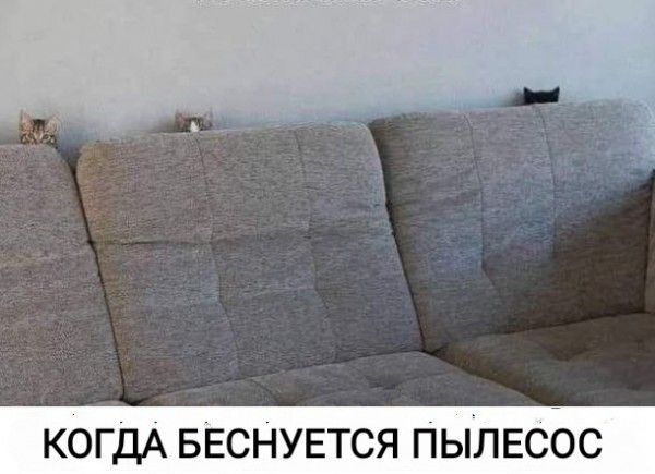 КОГДА БЕСНУЕТСЯ ПЫЛЕСОС