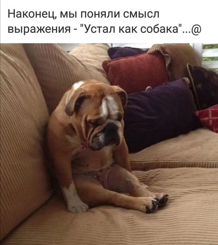 Наконец мы поняли смысл выражения Устал как собака