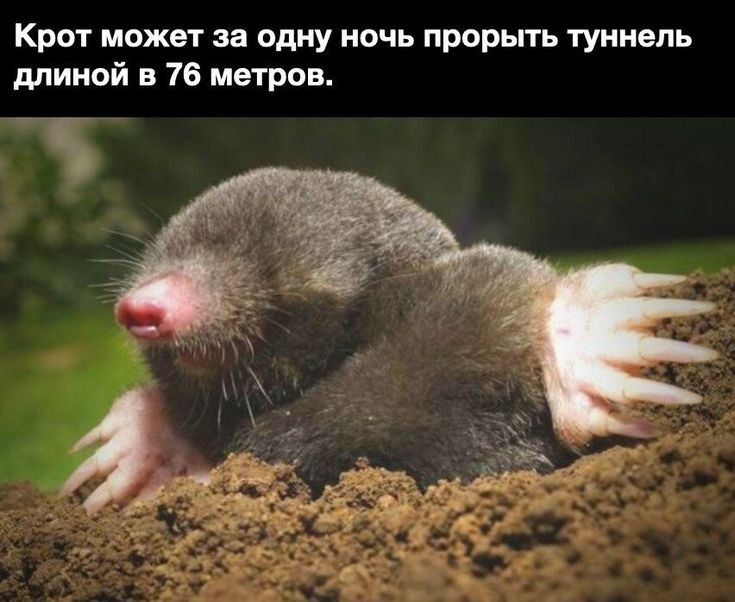 Крот может за одну ночь прорыть туннель длиной в 76 метров