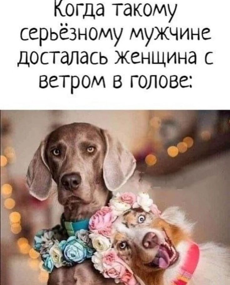 Когда такому серьезному мужчине досталась женщина с ветром 3 голов