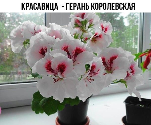 КРАСАВИЦА ГЕРАНЬ КПРОЛЕВСКАН Ёжъ д же Ик ф