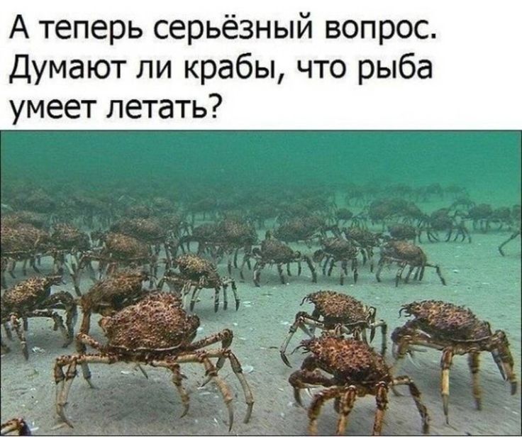 А теперь серьёзный вопрос Думают ли крабы что рыба умеет летать