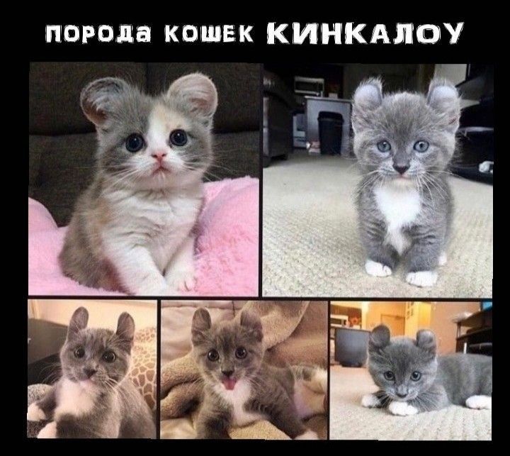 пород кошек КИНКАЛОУ