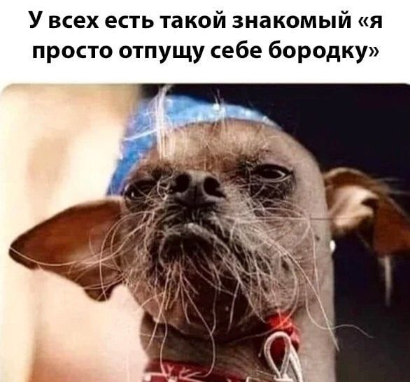 У всех есть такой знакомый я просто отпущу себе бородку