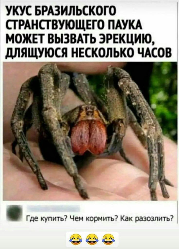 УКУС БРАЗИЛЬСКОГО СТРАНСТВУЮЩЕГО ПАУКА МОЖЕТ ВЫЗВАТЬ ЭРЕКЦИЮ дЛЯЩУЮСЯ НЕСКОЛЬКО ЧАСОВ Где купить Чен кормить7 Как разозлить 00