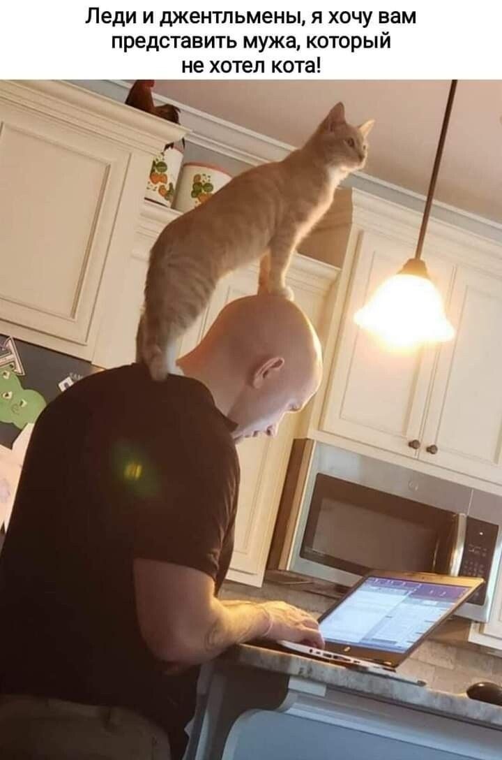 Леди и шкентпьмены я хочу вам представить мужа который не хотел кота