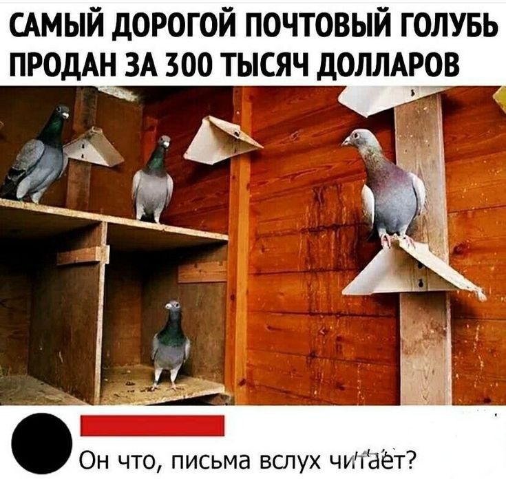 имый дорогой почтовый голувь продАн ЗА 300 тысяч долмров Он что письма вслух чшает