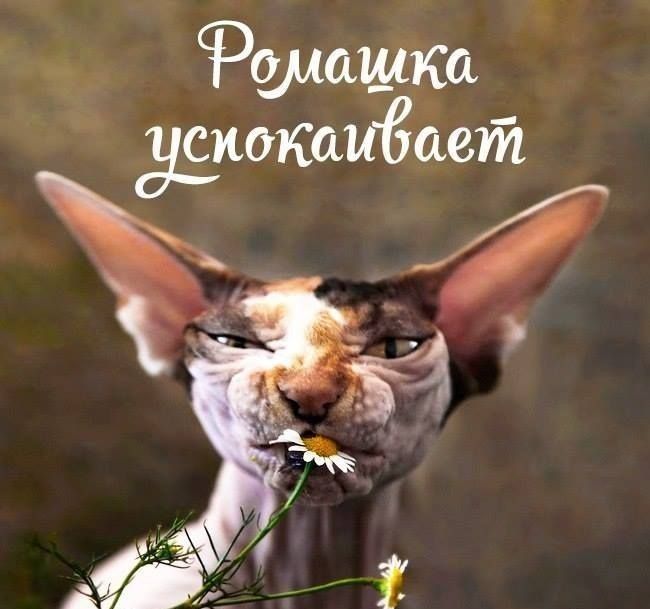 ромашка сиотибаей