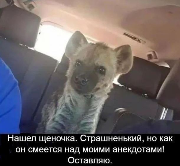 Нашеп щеночка Страшненький но как он смеется над моими анекдотами Оставляю