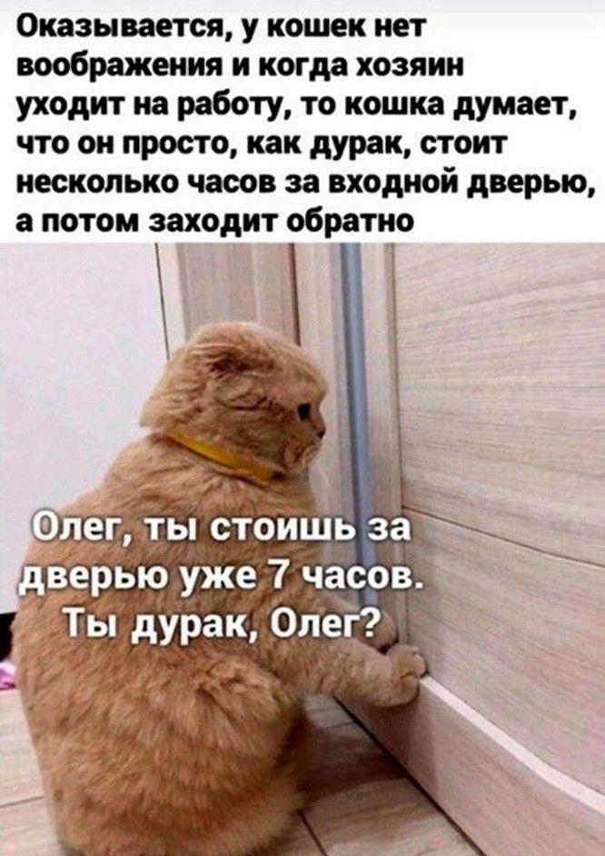 Оказывается у кошек ист воображения и когда хозяин уходит на Рабат то кошка думает что он просто как дурак стоит несколько часов за входной дверью потом заходит обратив