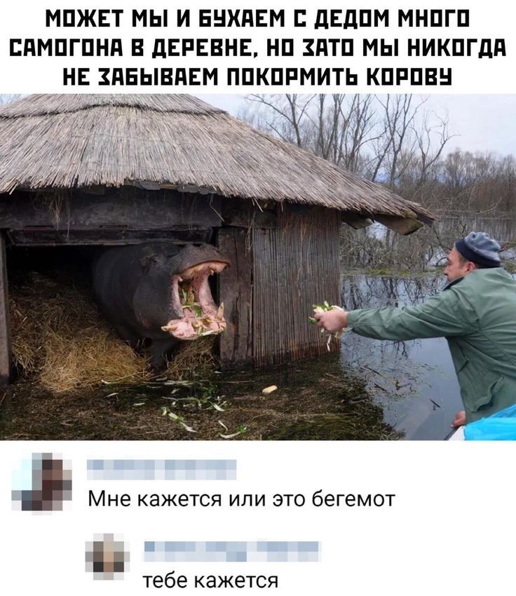 МПЖЕТ МЫ И БЦХПЕМ С дЕдПМ МНПГП БПМПГПНЯ В дЕРЕЕНЕ НП ЗПТП МЫ НИКПГДП НЕ ПБЫВПЕМ ППКПРМИТЬ КПРПЕ Мне кажется или это бегемот тебе кажется
