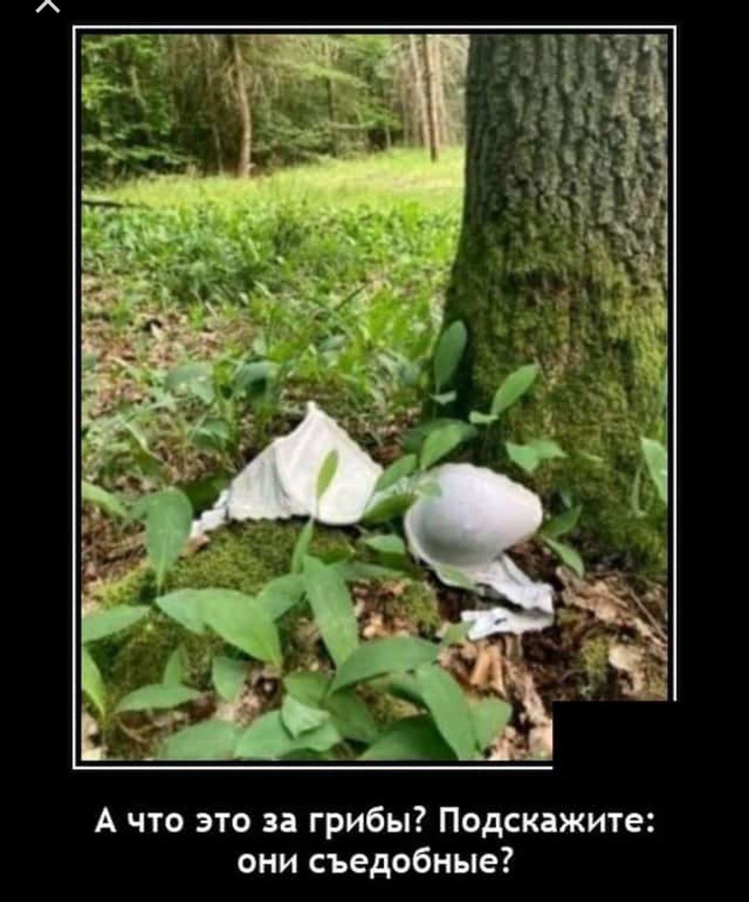 А что это и грибы Подскажите они съедобные