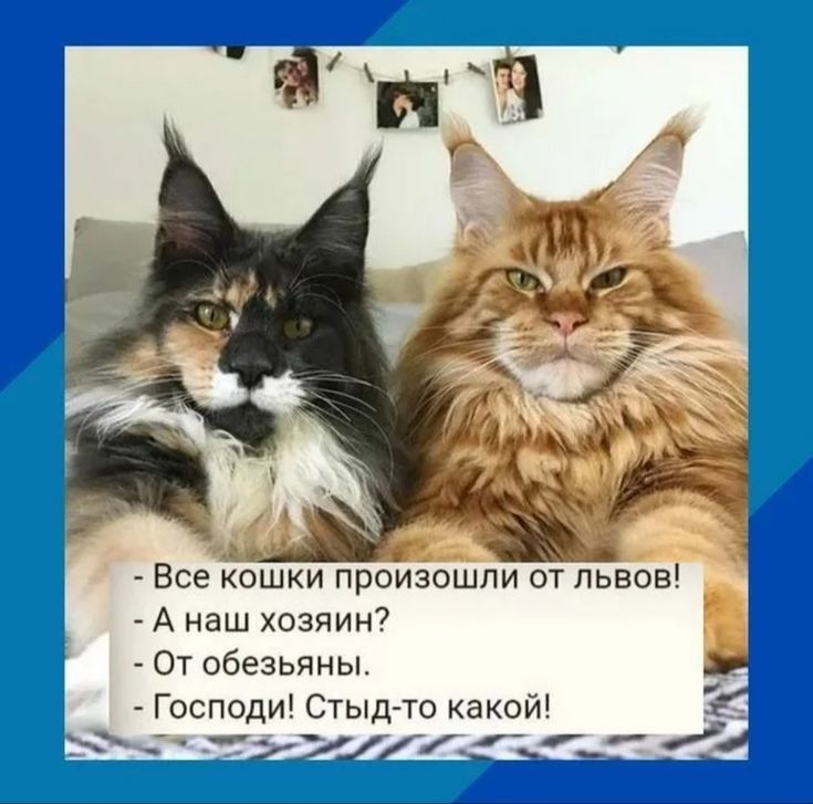 А наш хозяин 0т обезьяны Господи Стыд то какой __3___ _ 4 Все ошки произошли от львов