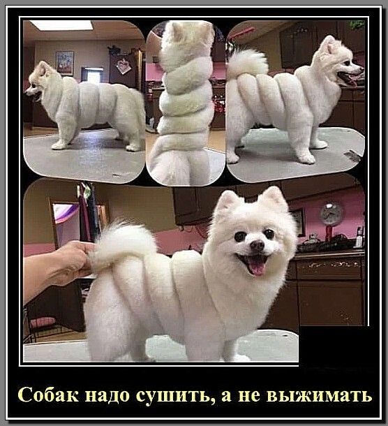 Собак надо сушить а не выжимать