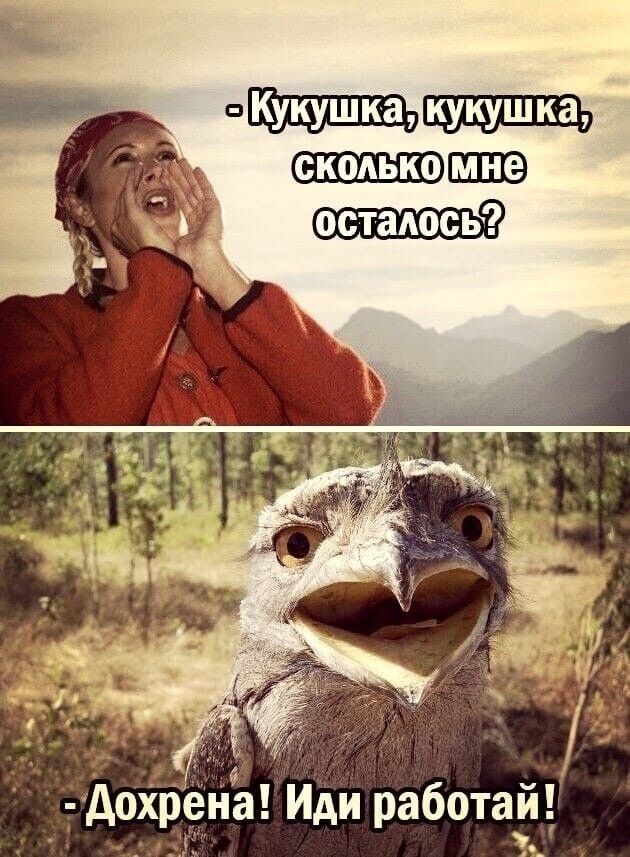 С Кукушказкукушка СКОЛЬКОМНе Дохрена Иди работай Ь Фр ы
