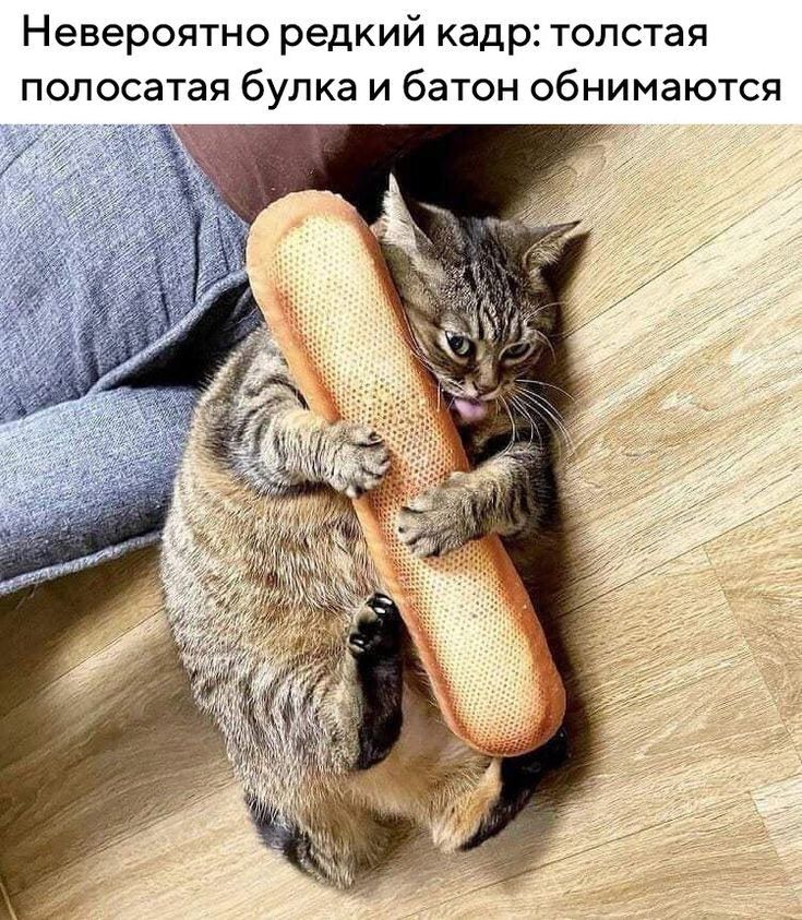 Невероятно редкий кадр толстая полосатая булка и батон обнимаются