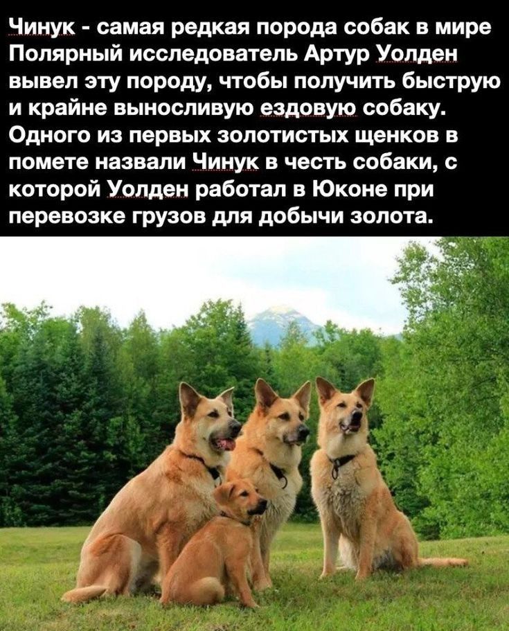 Чинук самая редкая порода собак в мире Полярный исследователь Артур Уолден вывел эту породу чтобы получить быструю и крайне выносливую ездовую собаку Одного из первых золотистых щенков в помете назвали Чинук в честь собаки с которой Уолден работал в Юконе при перевозке грузов для добычи золота _ _