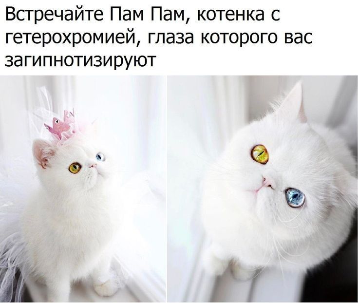 Всгречайте Пам Пам котенка с гетерохромией глаза которого вас ЗЗГИПНОТИЗИрУЮТ