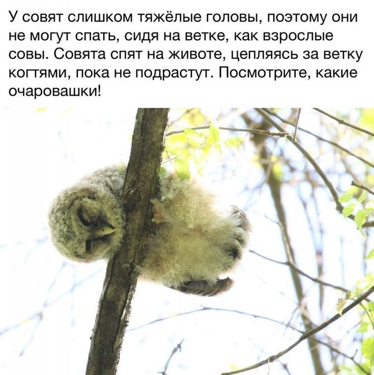 У соеят слишком тяжёлые головы поэтому они не могут спать сидя на ветке как взрослые совы Совята спят на животе цепляясь на ветку КОПИМИ пока не ПОДПЭСТУТ Посмотрите какие очаровашки
