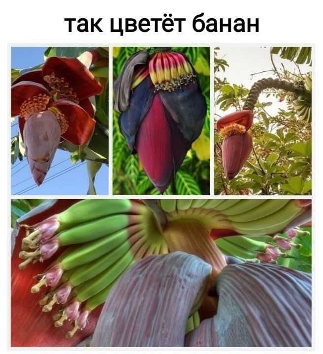 так цветёт банан