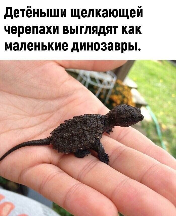 детёныши щепкающей черепахи выглядят как маленькие динозавры