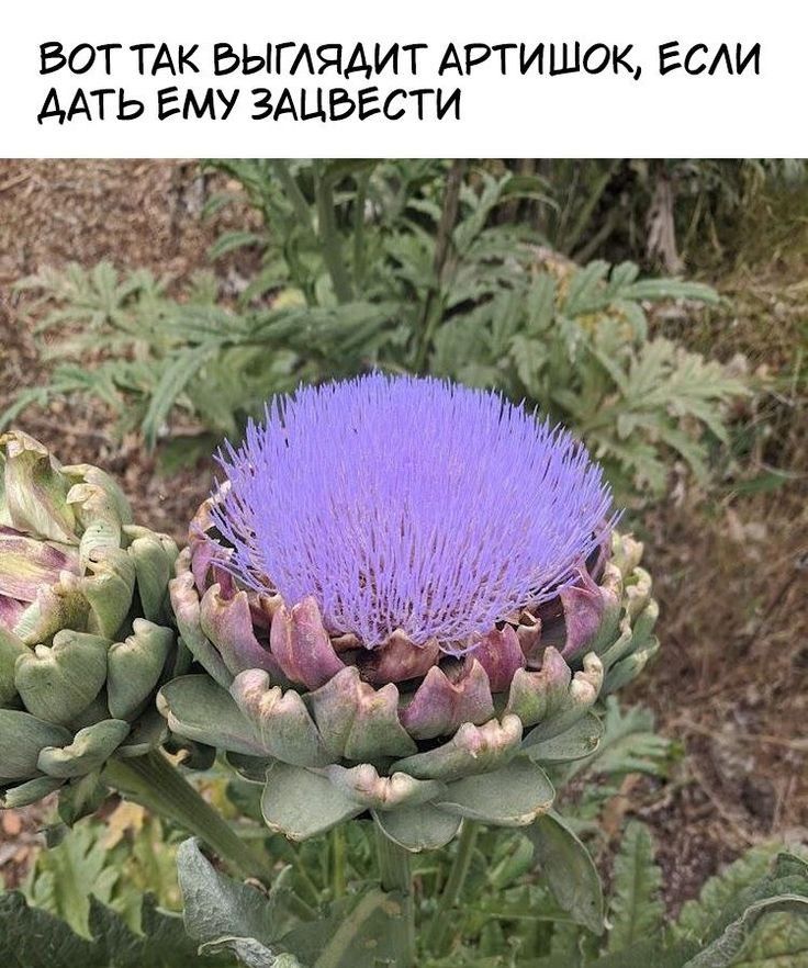 ВОТ ТАК БЫГАЯАИТ А ОК ЕСАИ ААТЬ ЕМУ ЗАЦБЕСГИ ами 7