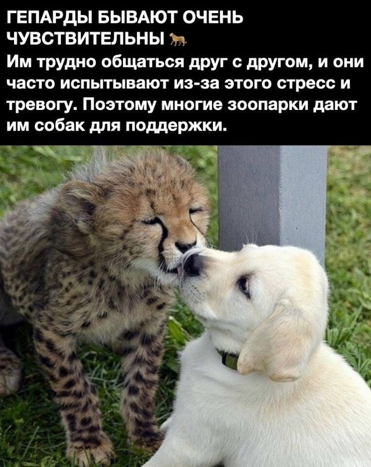ГЕПАРДЫ БЫВАЮТ ОЧЕНЬ ЧУВСТВИТЕЛЬНЫ Им трудно общаться друг с другом и они часто испытывают из за этого стресс и тревогу Поэтому многие зоопарки дают