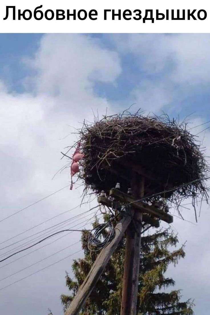 Любовное гнездышко