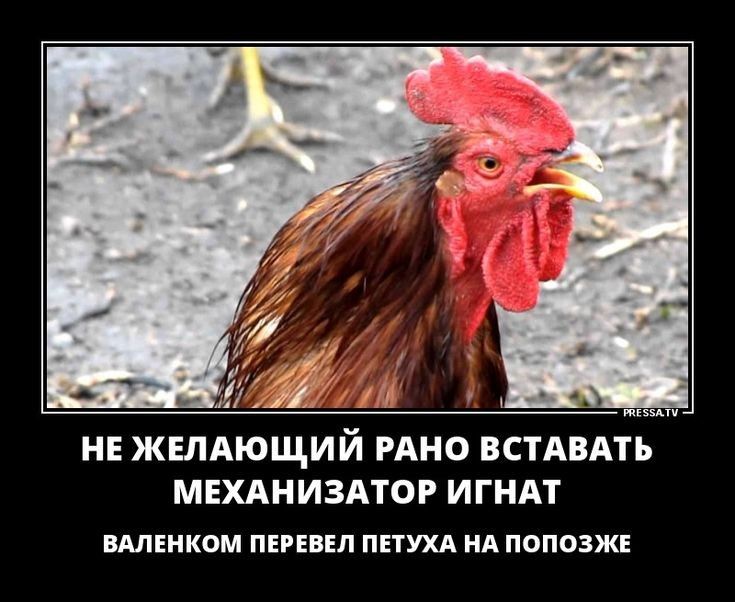 НЕ ЖЕЛАЮЩИЙ РАНО ВСТАБАТЪ МЕХАНИЗАТОР ИГНАТ клинком пиши пн нд попозжг